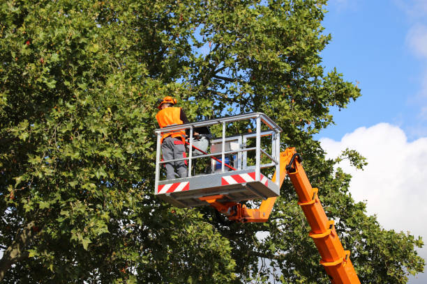 Heritage Hills, NY Tree Removal Company